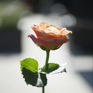 妺妺用🐻夹我的🍌视频
